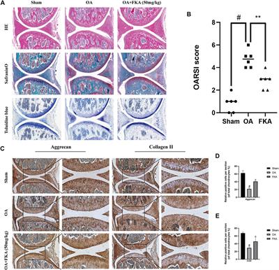 Flavokawain A alleviates the progression of mouse osteoarthritis: An in vitro and in vivo study